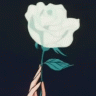 White.Rose